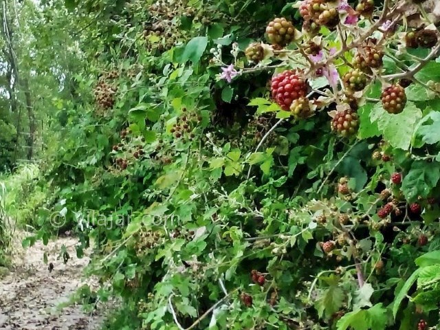 عکس شماره 5 - روستای ازباران