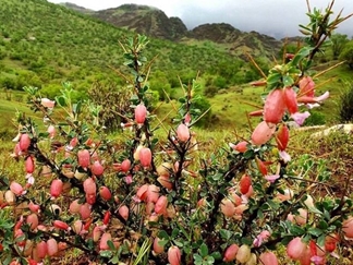 پارک جنگلی شورآب خرم آباد