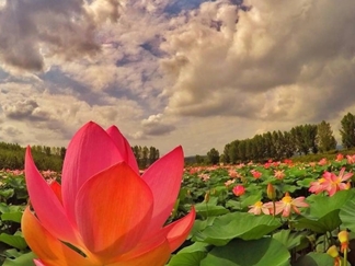 بوستان نیلوفر آبی آبندانسر