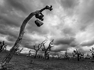 باغ سنگی سیرجان