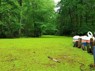 پارک جنگلی سراوان رشت