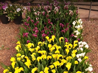 دهکده گل محلات