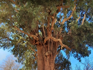 سرو سیرچ کرمان