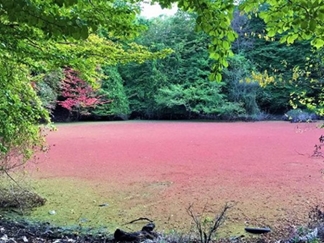 مرداب هسل در چالوس