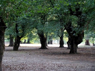 پارک جنگلی قرق گرگان