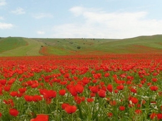 دشت ارژن شیراز