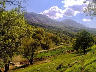 جنگل نای انگیز در لرستان