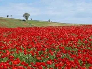 دشت شقایق های وحشی لار