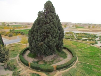 سرو ابرکوه یزد