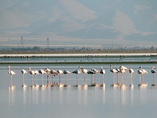 تالاب میقان اراک