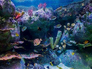 آکواریوم اصفهان