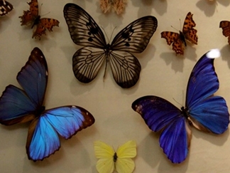 باغ موزه پروانه اصفهان