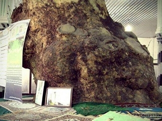 چنار امامزاده یوسف رضا