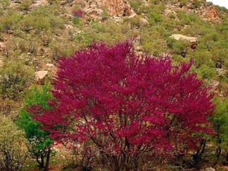 دره ارغوان ایلام