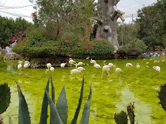 باغ پرندگان کیش