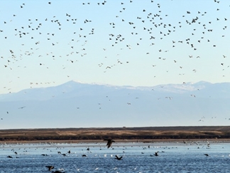 تالاب های گنبدکاووس