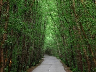 پارک جنگلی ساحلی گیسوم