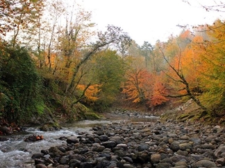 پارک جنگلی بی بی یانلو آستارا