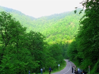 پارک جنگلی سفید آب رودسر