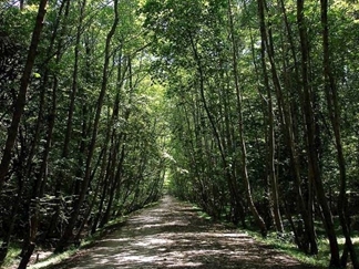 پارک جنگلی کشپل نور