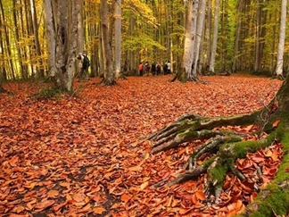 جنگل سنگده (جنگل فریم)