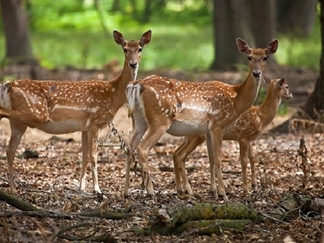 پناهگاه حیات وحش سمسکنده