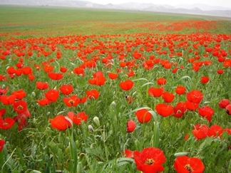 دشت شقایق گلستان