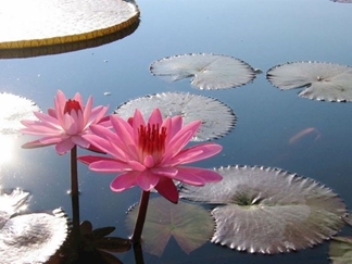 تالاب کیاکلایه لنگرود