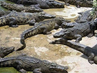 پارک کروکودیل نوپک قشم