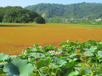 تالاب سوستان در لاهیجان