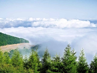 جنگل ابر شاهرود