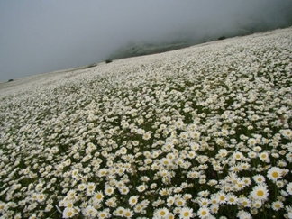 جنگل فندقلو اردبیل