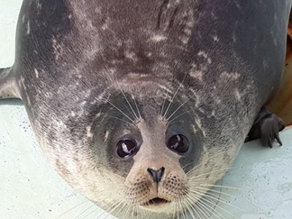 فک خزری (سگ دریایی)