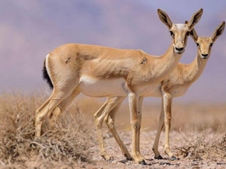 باغ آهو سریزد