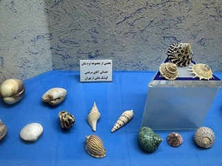 موزه صدف اصفهان