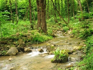 جنگل و چشمه نیلبرگ