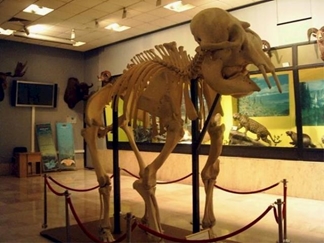 موزه حیات وحش خشکه داران