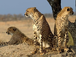 منطقه حفاظت شده خارتوران شاهرود