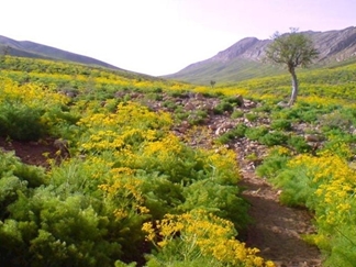 دشت راق دهدشت