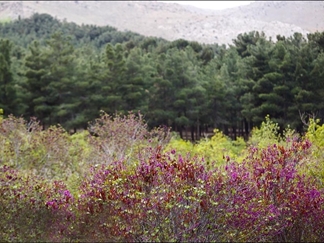 پارک جنگلی سرخه حصار تهران