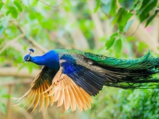 باغ پرندگان اصفهان