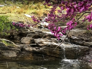 دره ارغوان طرقبه