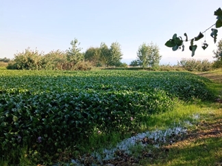 آغوز آب بندان بابل