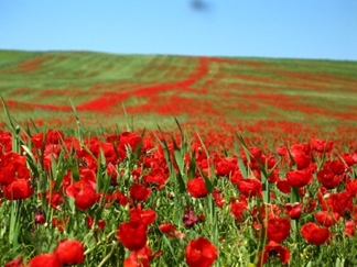 دشت شقایق و آفتابگردان کالپوش