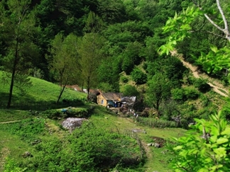 جنگل مشه اردبیل