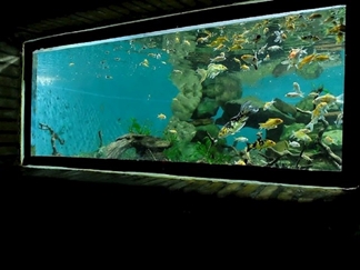 آکواریوم پروانه طلایی قشم