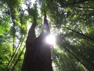 جنگل سرپوش تنگه چالوس