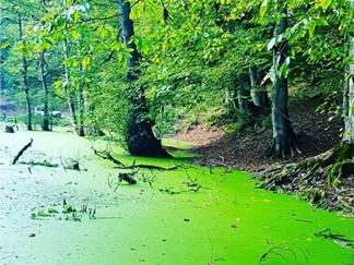 مرداب دیوک کلاردشت