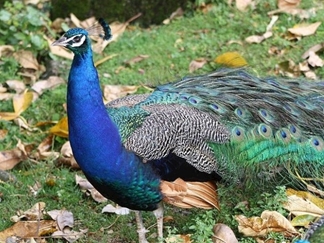 باغ پرندگان آستارا