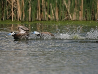 تالاب یانیق هشترود